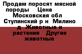 Продам поросят мясной породы. › Цена ­ 5 000 - Московская обл., Ступинский р-н, Милино д. Животные и растения » Другие животные   . Московская обл.
